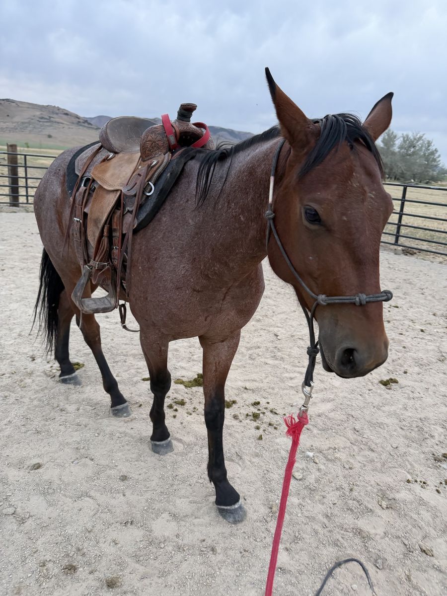 AQHA 3 year old gelding bayroan