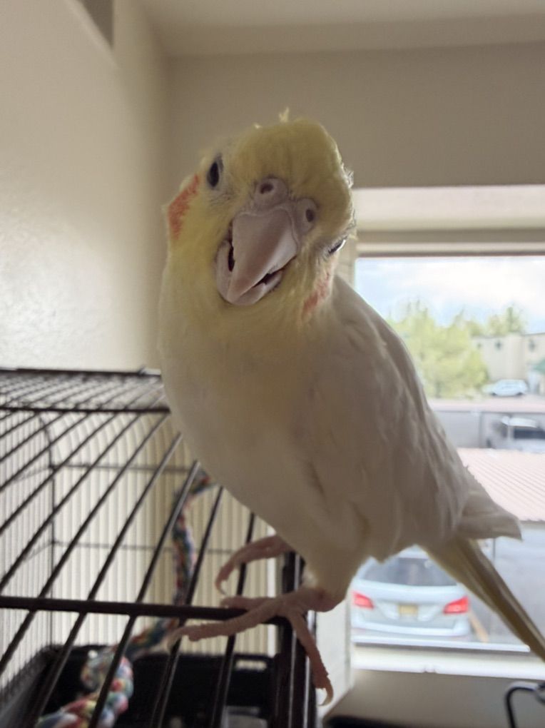 Handtamed Cockatiel