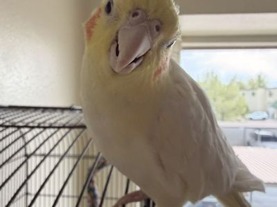 Handtamed Cockatiel