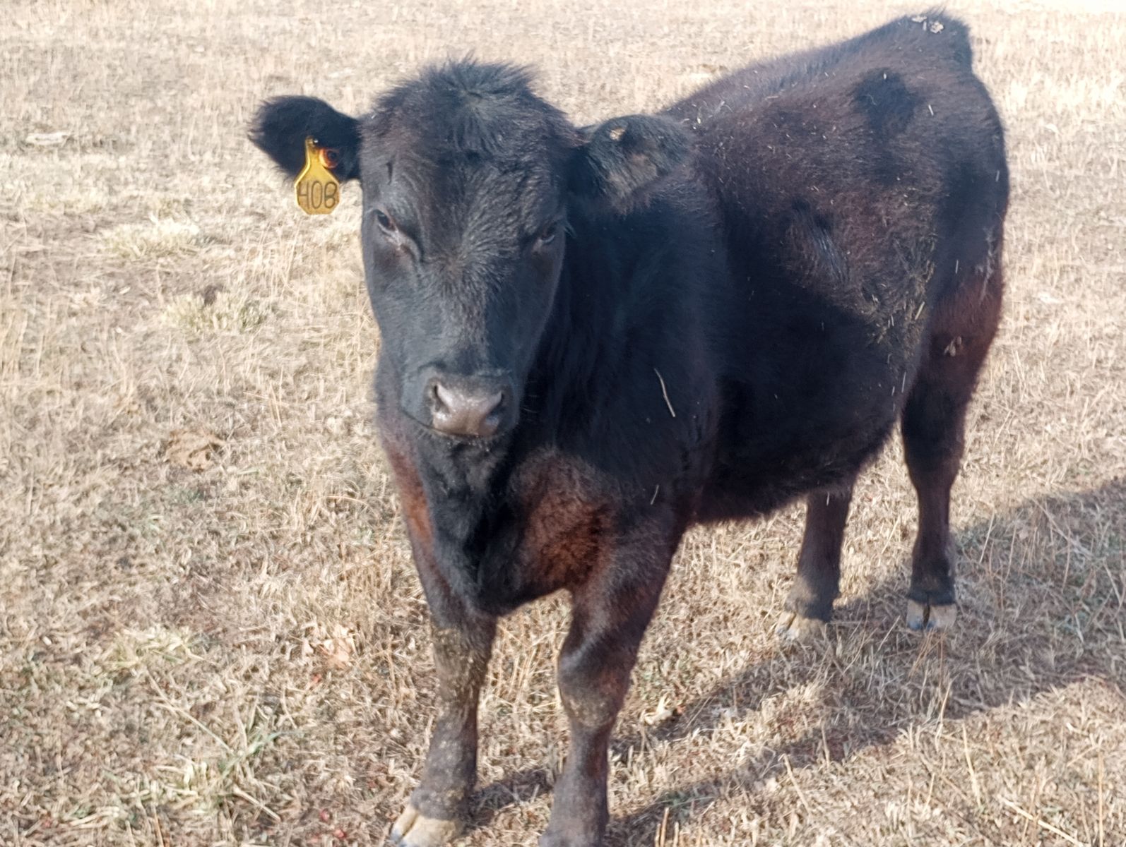 Bred Heifer