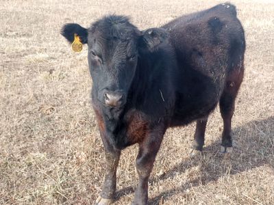 Bred Heifer