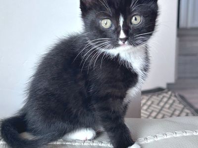 Free Kittens - Russian Blue Mix