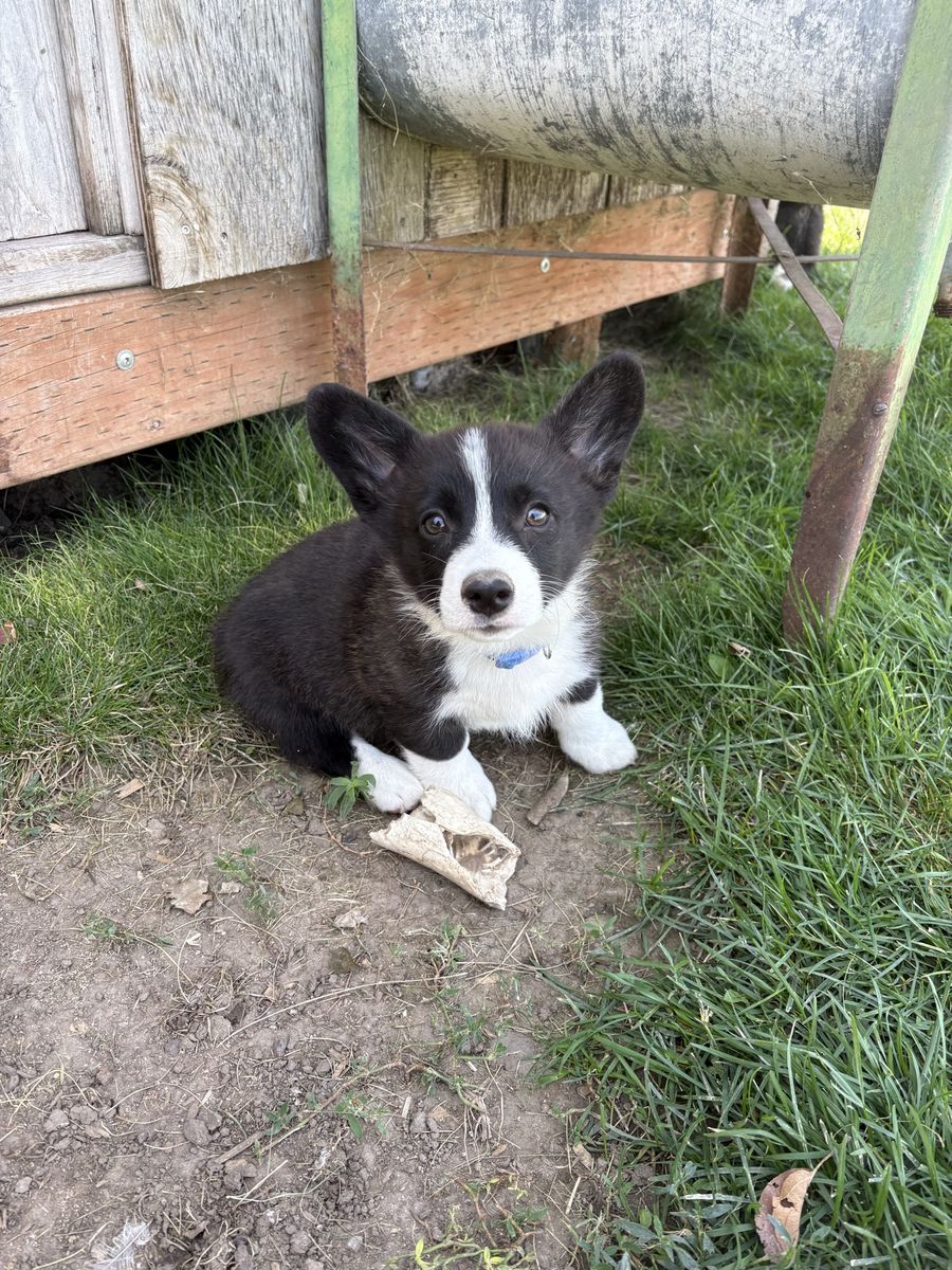 Corgi Puppies