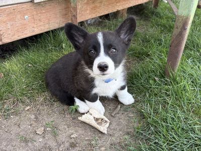 Corgi Puppies