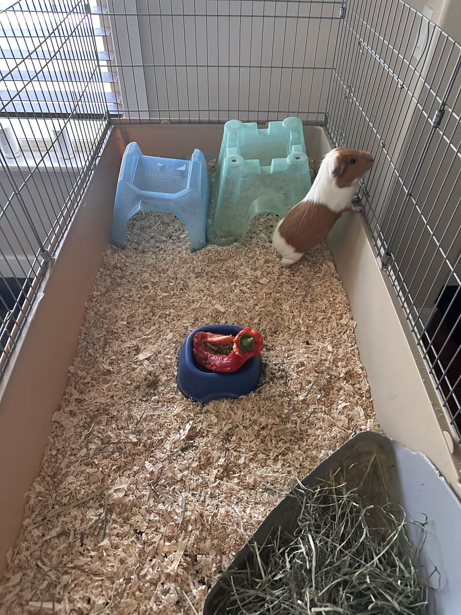 Female Guinea Pig Free to home with one female Guinea pig.