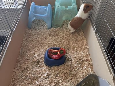 Female Guinea Pig Free to home with one female Guinea pig.