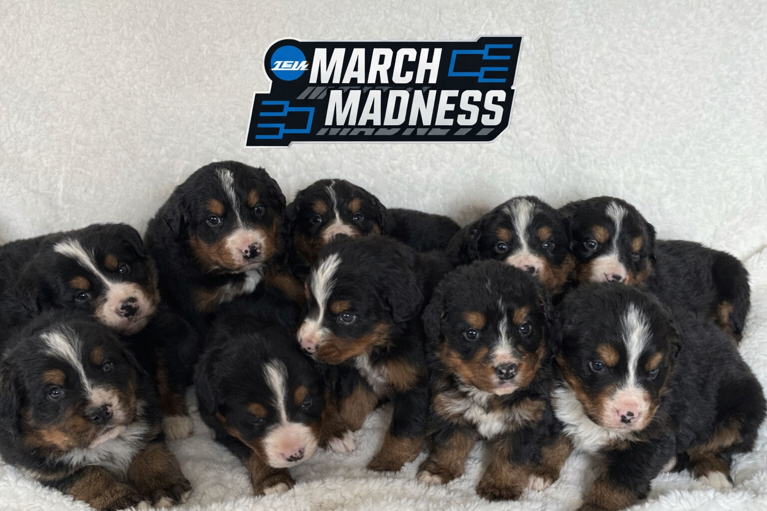 Bernese Mountain Dog Puppies