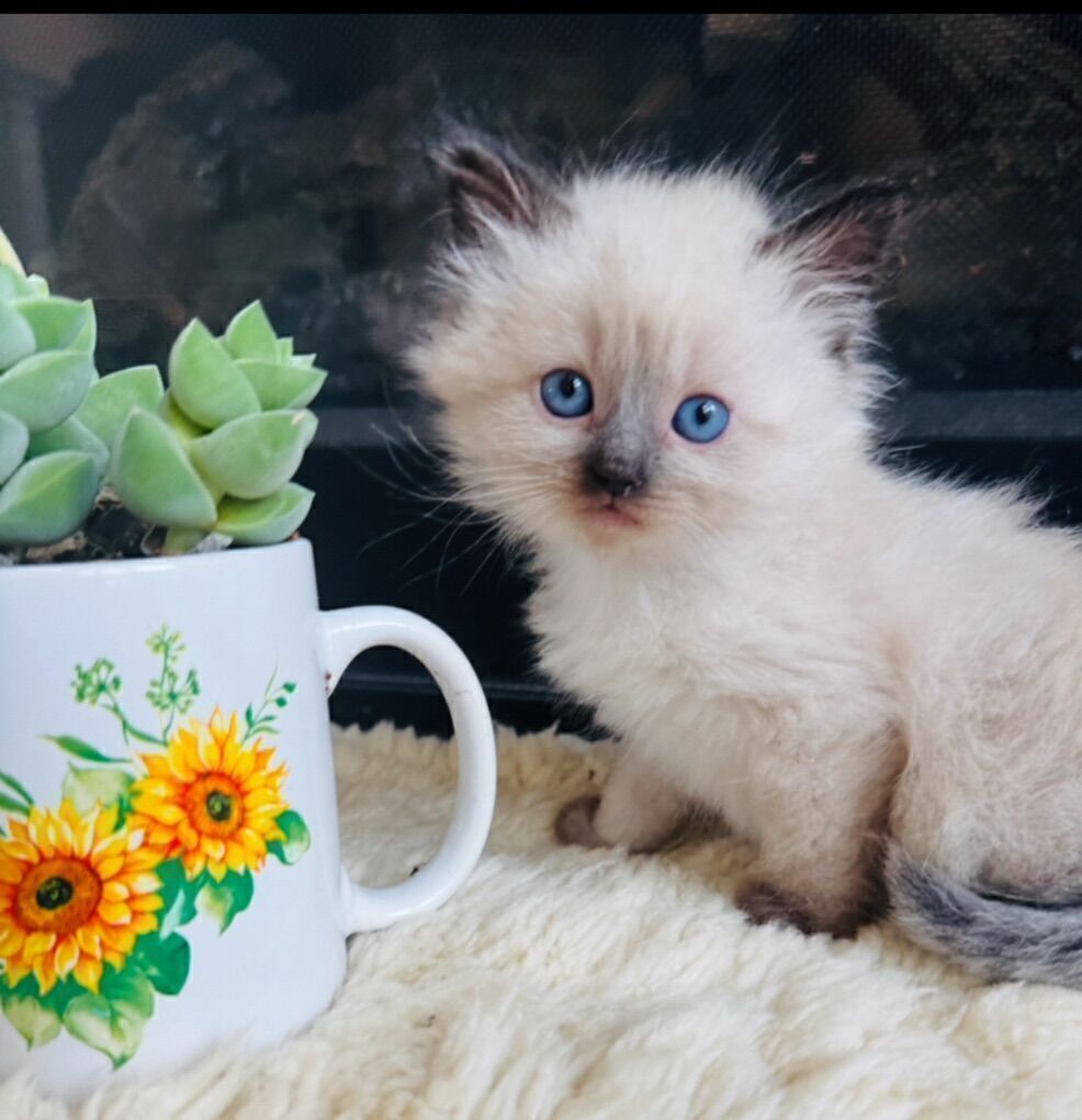 Gorgeous Purebred Ragdoll Teacup size kittens (STAY TINY)--SUPER SWEET/AFFECTIONATE-- FLUFFY/FLOPPY, shed less/less allergenic!