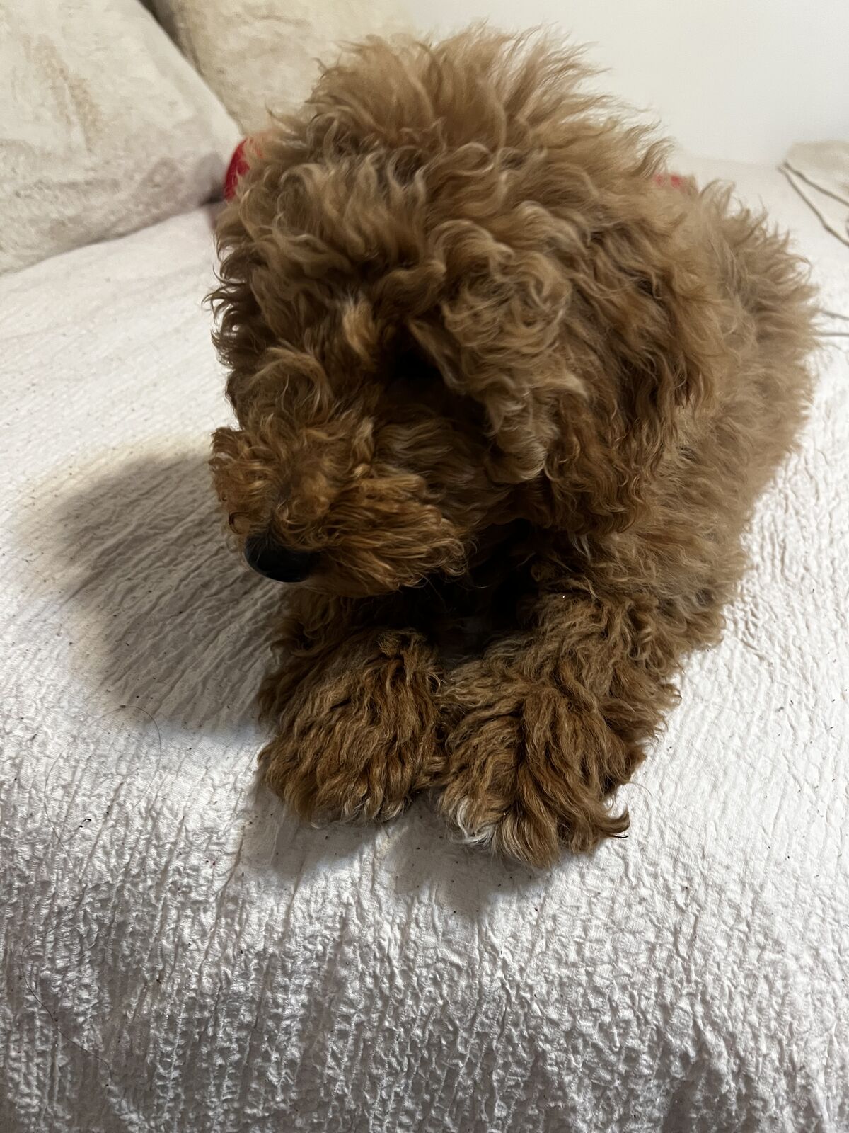 Mini golden doodle
