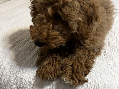 Mini golden doodle