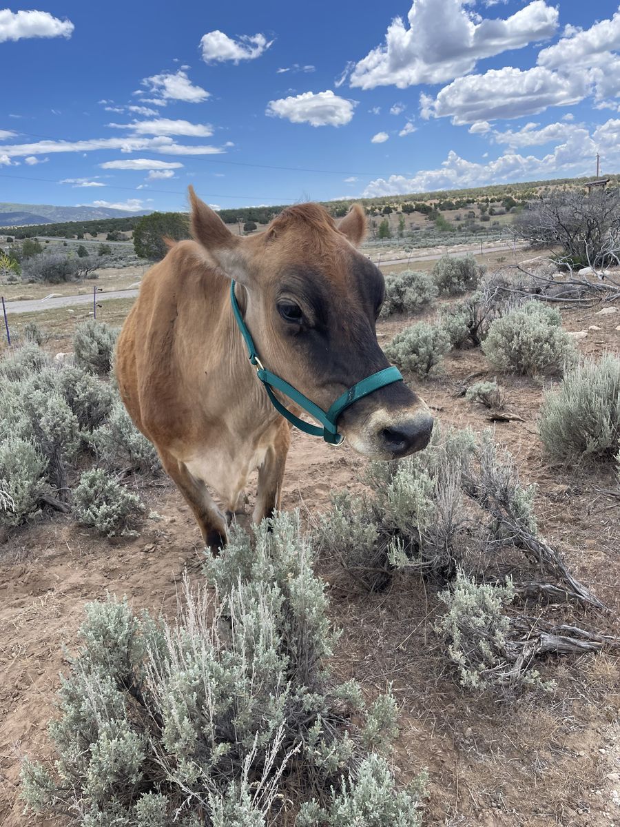 ISO Bummer calf or newborn calves