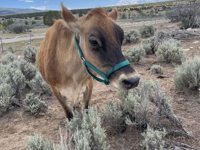 ISO Bummer calf or newborn calves