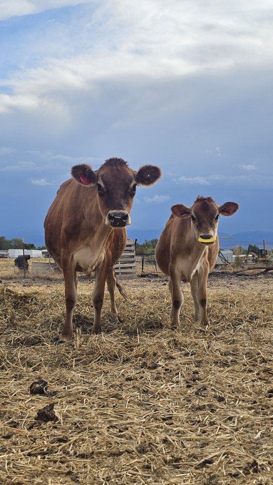 Jersey Milk Cow