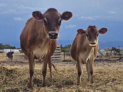 Jersey Milk Cow