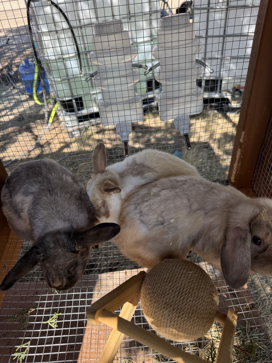 Holland Lop Bunnies