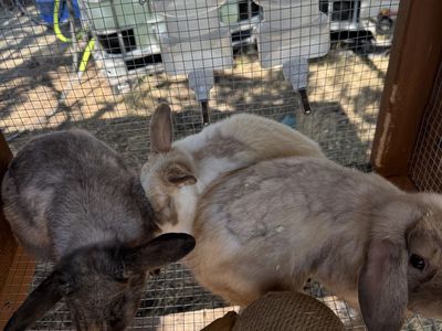 Holland Lop Bunnies