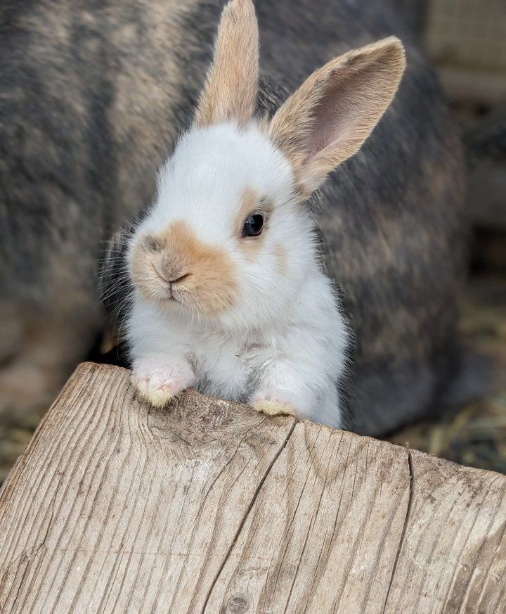 Baby Rhinelander Bunny Rabbits
