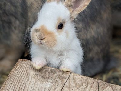 Baby Rhinelander Bunny Rabbits
