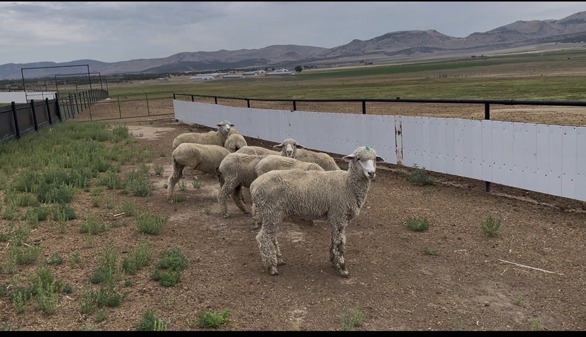 Yearling Ewes