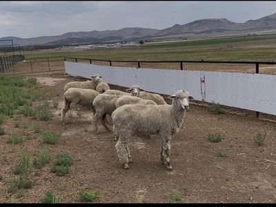 Yearling Ewes