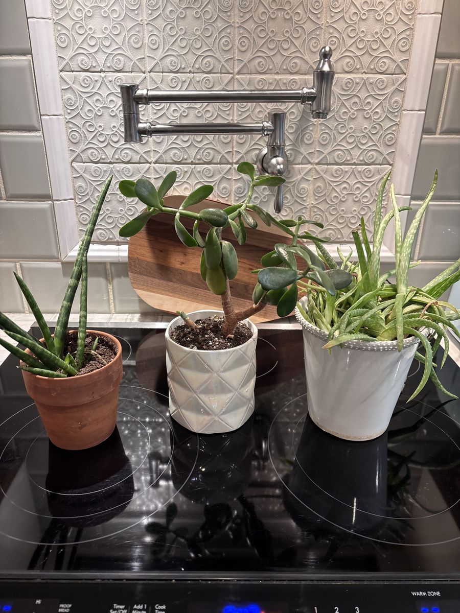 Assorted House Plants, Aloe Vera and Jade Tree $10 each