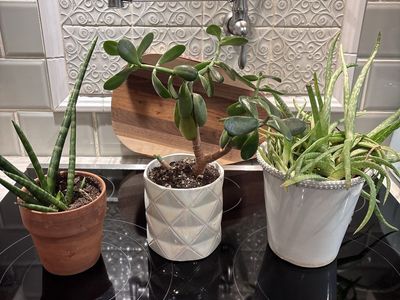 Assorted House Plants, Aloe Vera and Jade Tree $10 each