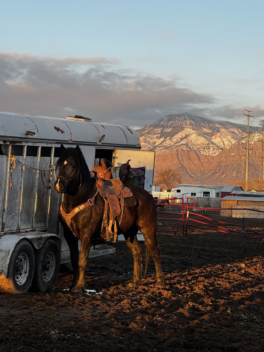 Percheron Belgian Cross Stallion