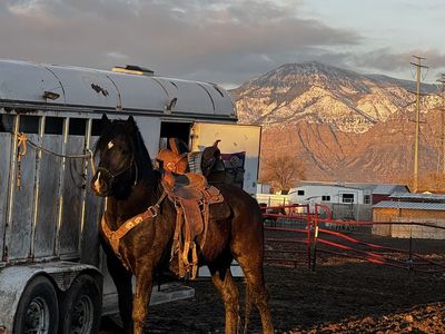 Percheron Belgian Cross Stallion