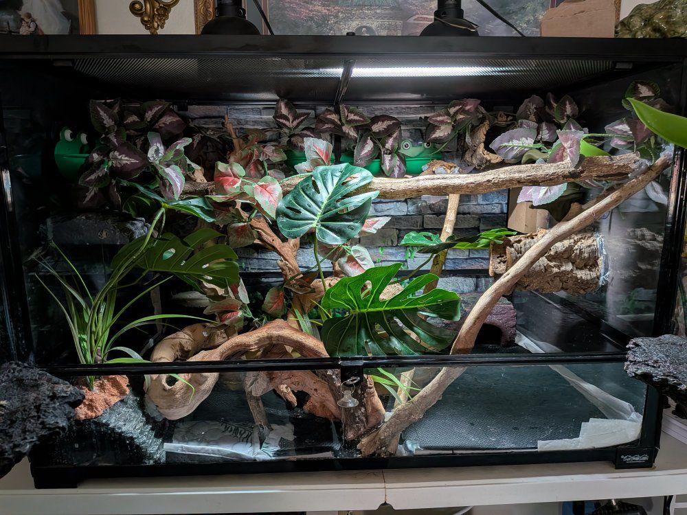 5 White's tree frogs and full setup