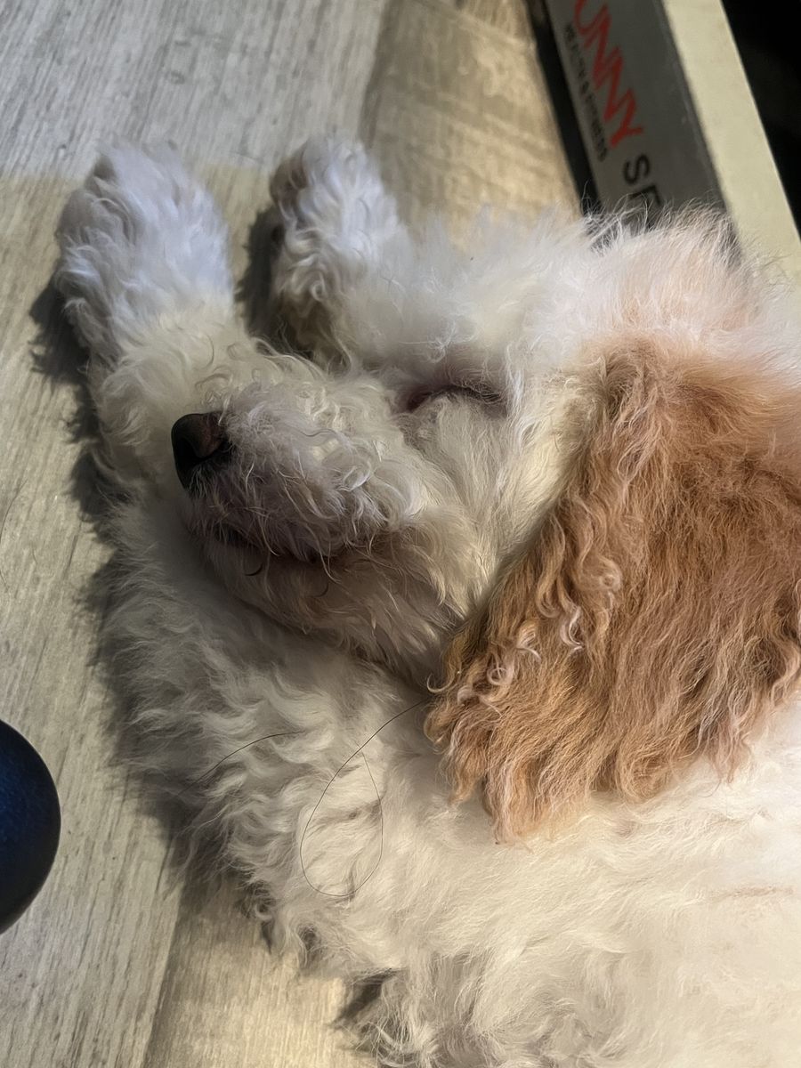 Medium sized poodle