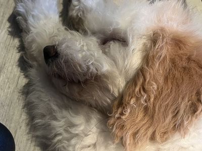 Medium sized poodle