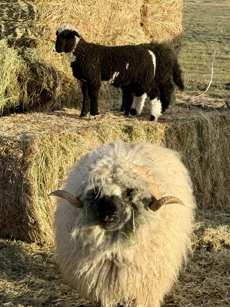 F1 Valais lambs ready to go