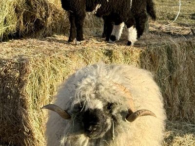 F1 Valais lambs ready to go