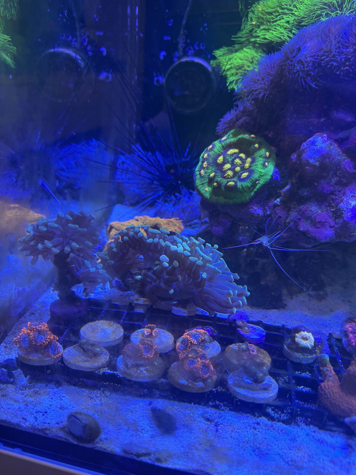 Hammer Coral Frags