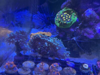 Hammer Coral Frags