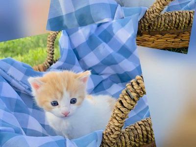 (Price Reduced! $20) Kittens for sale!