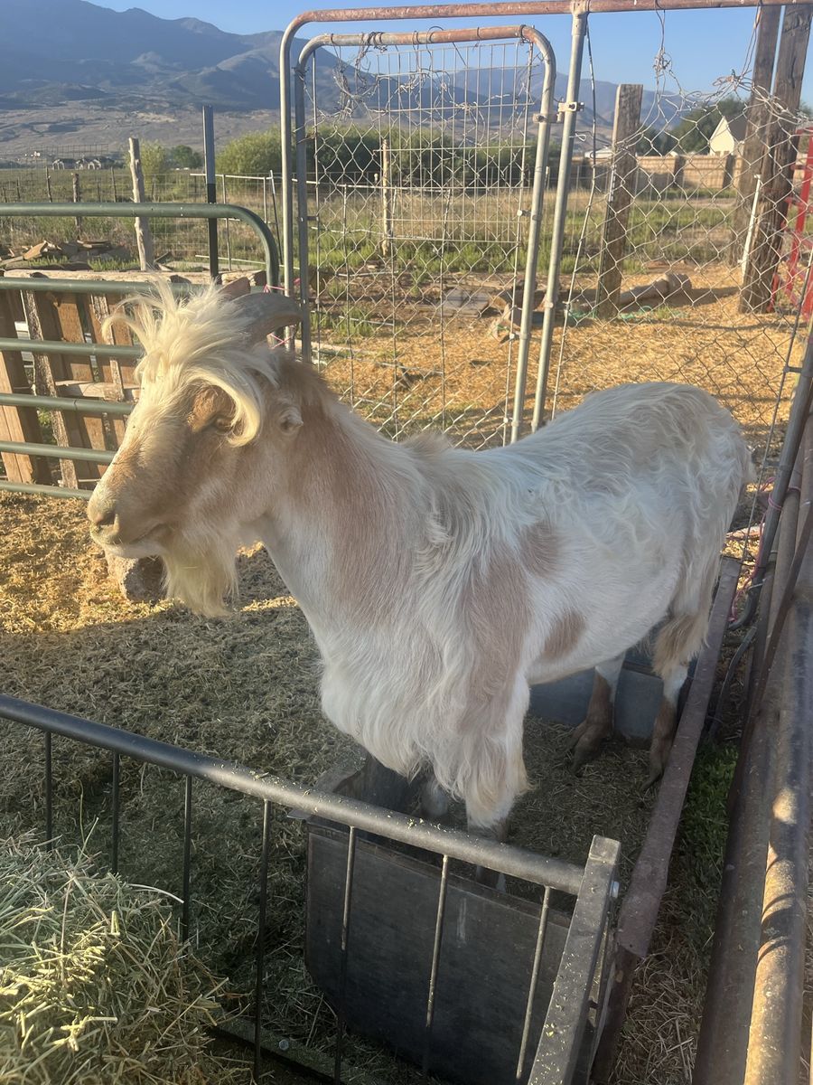 Lamancha Buck for sale
