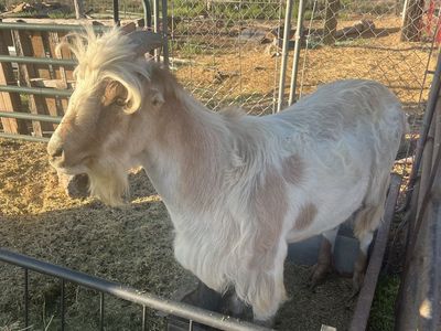 Lamancha Buck for sale