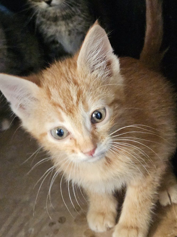 Free kittens