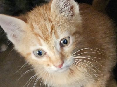 Free kittens