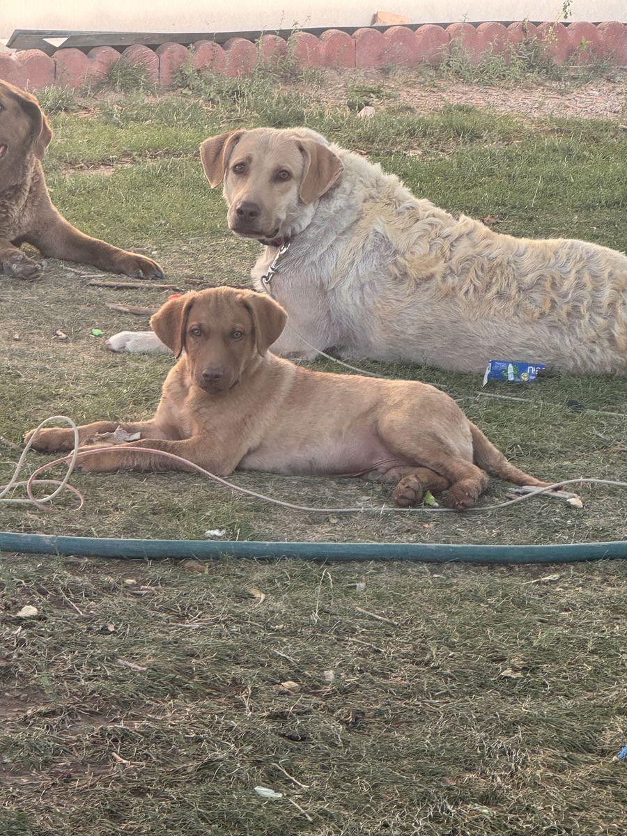 2 male AKC Chesapeake Bay Retriever Puppies