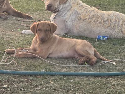2 male AKC Chesapeake Bay Retriever Puppies