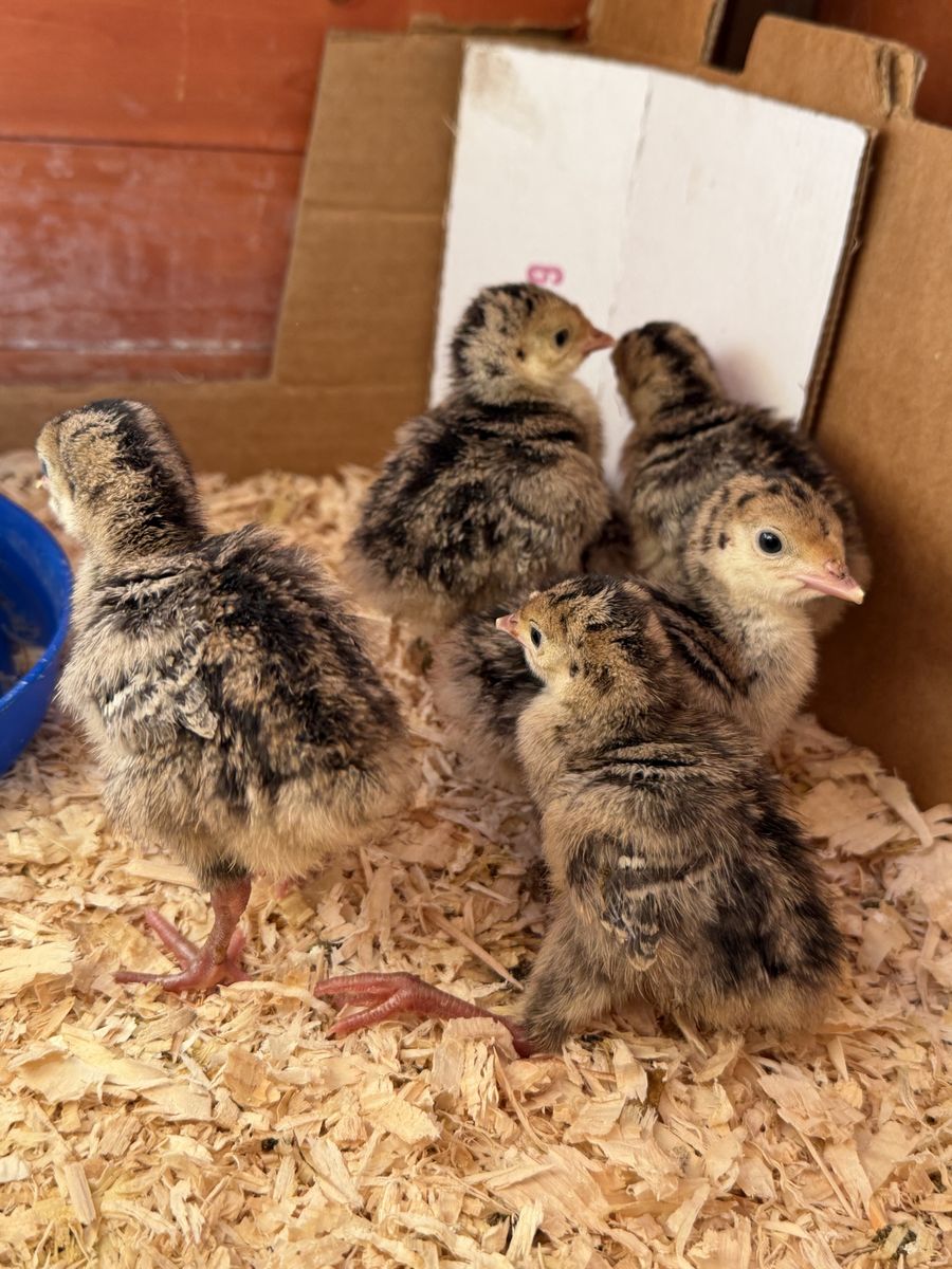 Narragansett Turkey Chicks!