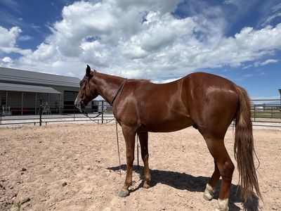 2 year old broke gelding