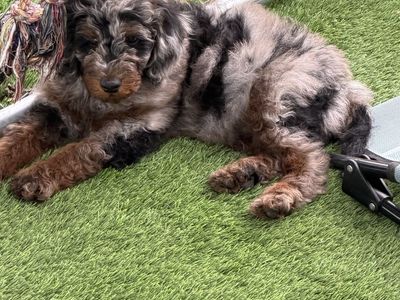 Mini Moyen poodle