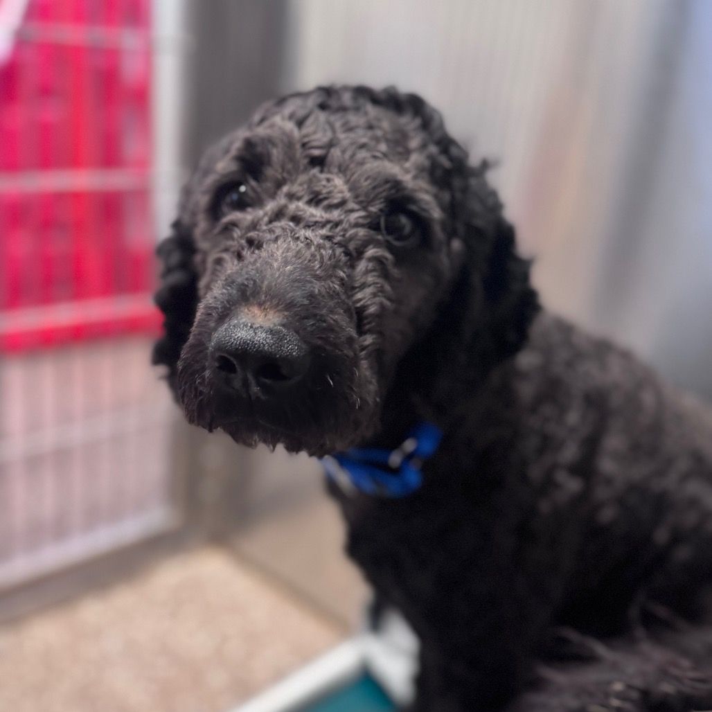 Hello my name is Snarks