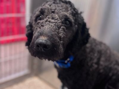 Hello my name is Snarks