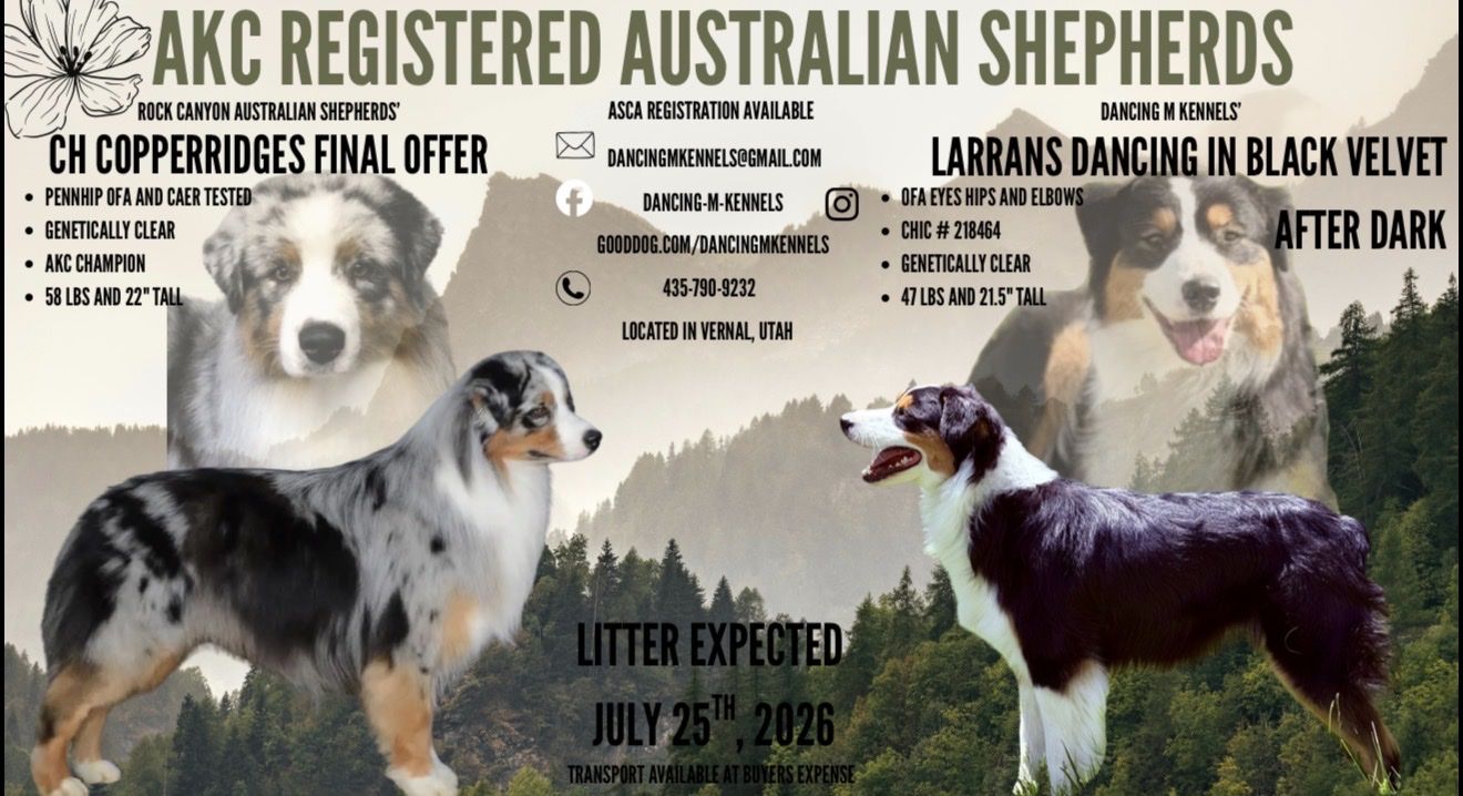 Australian Shepherd’s