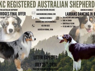 Australian Shepherd’s