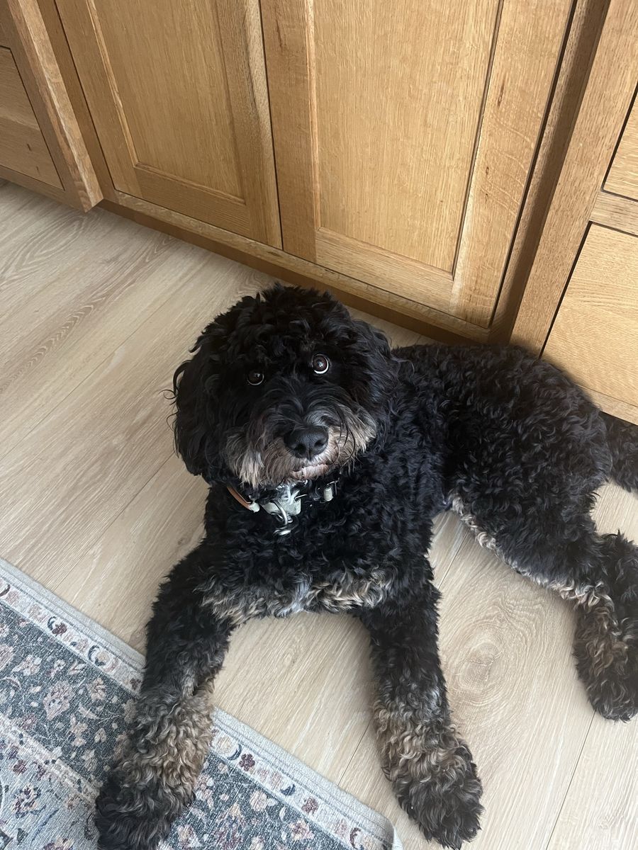 2YO F mini bernedoodle-Lulu